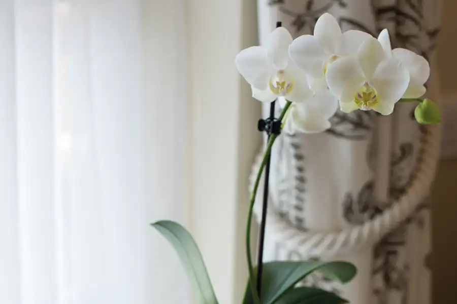 Orchid