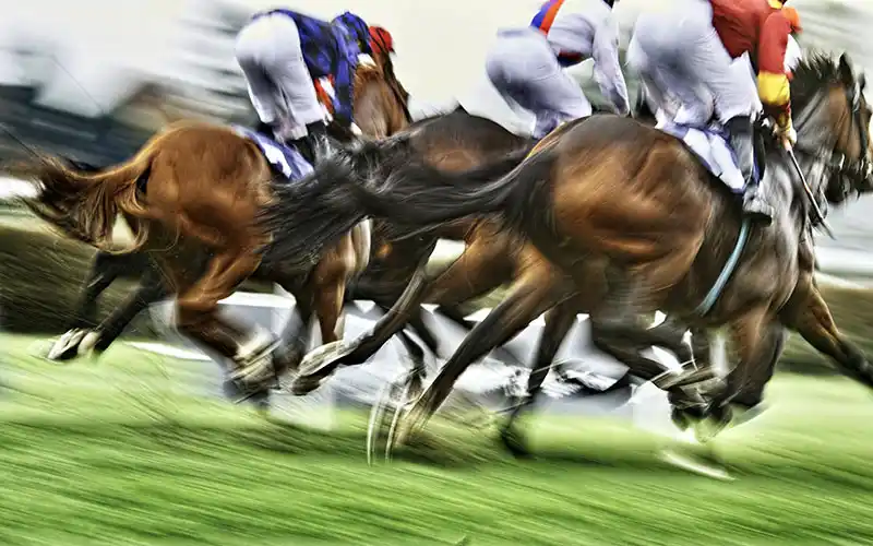 Horse racing at Goodwood