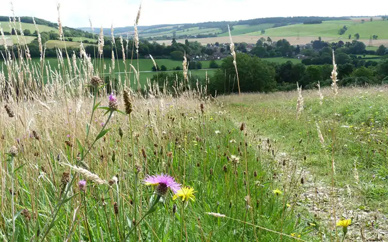 Dovers Estate landscape