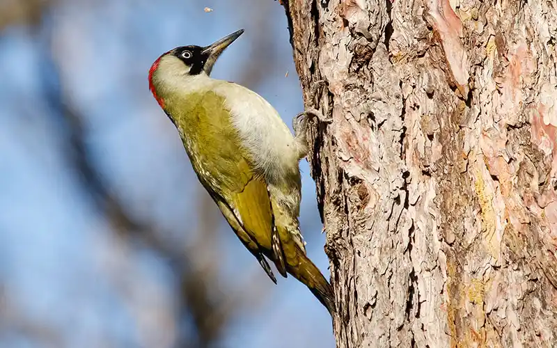 Green Woodpecker