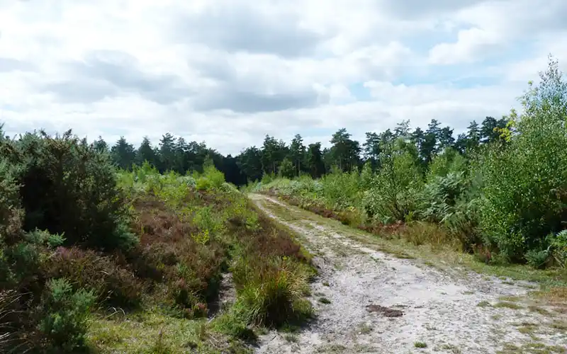 Lavington Common