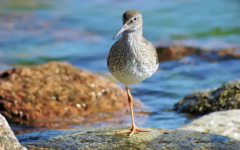 Redshank by the water