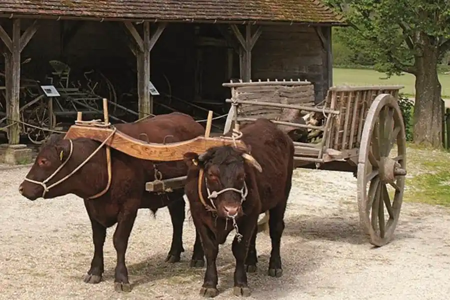Cattle and cart at Weald and Downland Living Museum